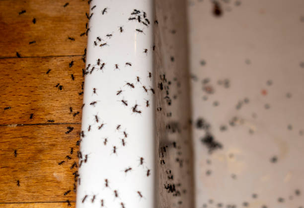 Best Pest Removal Services  in Crescent, OK