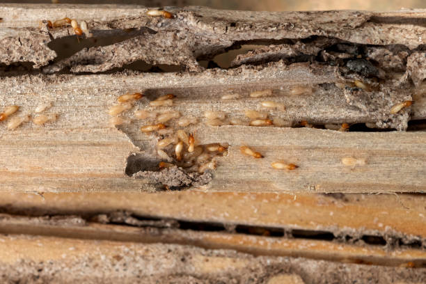 Best Exterminator Services  in Crescent, OK
